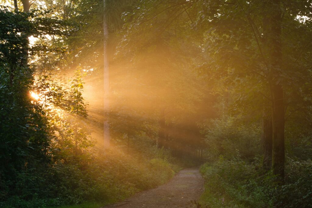 Camino de bosque con luz entre los árboles - Cuándo ir al psicólogo - Neuralpsi