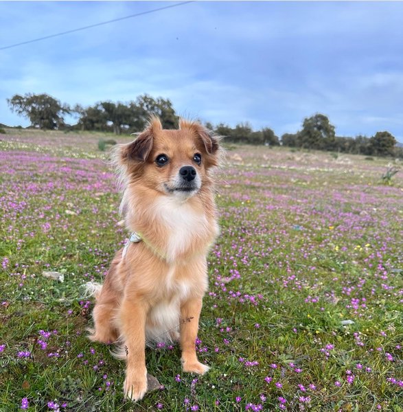 Nori, la beagle de Alejandro